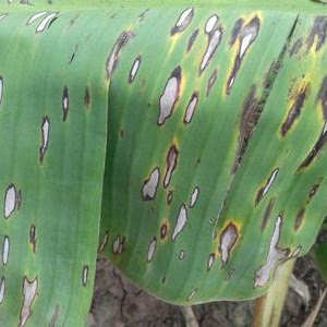 Bercak Daun (Sigatoka)
