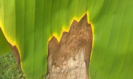 Bercak Daun Cercospora